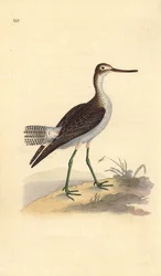 Archibebe claro, Tringa nebularia. Grabado a mano coloreado por Edward Donovan de su propia Historia Natural de las Aves Británicas, Londres
