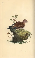 Pardillo común, Carduelis cannabina. Grabado en cobre coloreado a mano dibujado y grabado por Edward Donovan de su propia “Historia Natural de las Aves Británicas,” Londres
