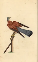 Cernícalo común, Falco tinnunculus. Grabado a mano coloreado por Edward Donovan de su propia Historia Natural de las Aves Británicas, Londres