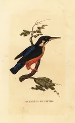 Martín pescador común, Alcedo atthis