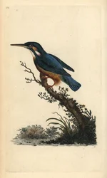 Martín pescador común, Alcedo atthis. Grabado en cobre coloreado a mano dibujado y grabado por Edward Donovan de su propia “Historia Natural de las Aves Británicas,” Londres