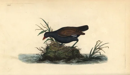 Gallineta común, Gallinula chloropus. Ilustración de la 