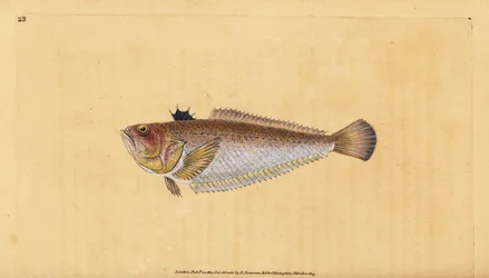 Pez víbora común, Trachinus draco. Grabado a mano coloreado por Edward Donovan de su Historia Natural de los Peces Británicos, Donovan y F.C. y J. Rivington, Londres