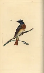 Colirrojo real, Phoenicurus phoenicurus. Grabado en cobre coloreado a mano dibujado y grabado por Edward Donovan de su propia "Historia Natural de las Aves Británicas," Londres