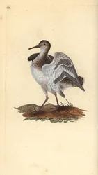 Andarríos chico, Actitis hypoleucos. Grabado a mano coloreado por Edward Donovan de su propia 