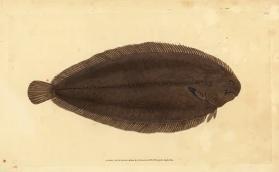 Lenguado común o lenguado de Dover, Solea solea (Pleuronectes solea). Grabado en cobre coloreado a mano dibujado y grabado por Edward Donovan de su Historia Natural de los Peces Británicos, Donovan y F.C. y J. Rivington, Londres