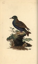 Estornino común, Sturnus vulgaris. Grabado en cobre coloreado a mano dibujado y grabado por Edward Donovan de su propia “Historia Natural de las Aves Británicas”, Londres
