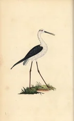 Cigüeñuela común, Himantopus himantopus. Grabado en cobre coloreado a mano dibujado y grabado por Edward Donovan de su propia “Historia Natural de las Aves Británicas,” Londres