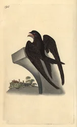 Vencejo común, Apus apus. Ilustración de la 