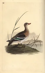 Cerceta común, Anas crecca, hembra. Grabado a mano coloreado por Edward Donovan de su propia Historia Natural de las Aves Británicas, Londres