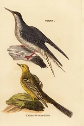 Charrán común, Sterna hirundo, y lavandera boyera, Motacilla flava
