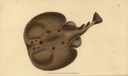 Torpedo común o raya eléctrica con ojos, Raja torpedo. Grabado en cobre coloreado a mano dibujado y grabado por Edward Donovan de su Historia Natural de los Peces Británicos, Donovan y F.C. y J. Rivington, Londres