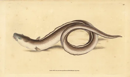 Muraena conger, congrio. Grabado en cobre coloreado a mano dibujado y grabado por Edward Donovan de su Historia Natural de los Peces Británicos, Donovan y F.C. y J. Rivington, Londres