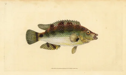 Cabrilla dorada, Symphodus melops (Labrus cornubius). Grabado en cobre coloreado a mano dibujado y grabado por Edward Donovan de su Historia Natural de los Peces Británicos, Donovan y F.C. y J. Rivington, Londres