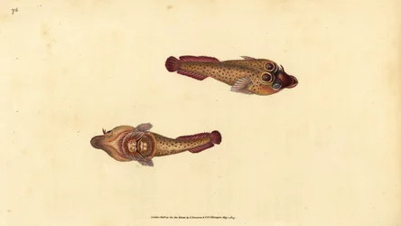Chupador de Cornualles, Lepadogaster purpurea (Chupador ocelado, Cyclopterus ocellatus)