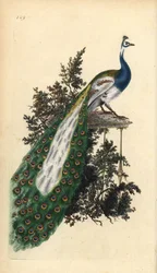 Pavo crestado, pavo real indio o azul, Pavo cristatus. Lámina de cobre coloreada a mano, dibujada y grabada por Edward Donovan, de su propia «Historia natural de las aves británicas», Londres