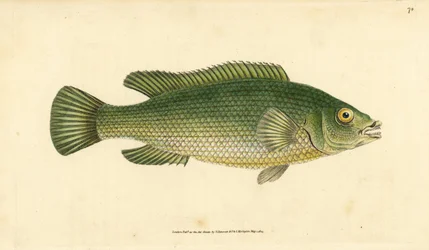 Cabrilla, Labrus mixtus (Labrus lineatus). Grabado en cobre coloreado a mano dibujado y grabado por Edward Donovan de su Historia Natural de los Peces Británicos, Donovan y F.C. y J. Rivington, Londres