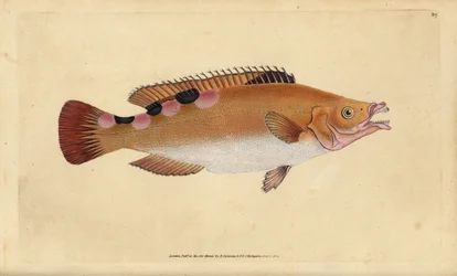 Pez verde cuco, Labrus mixtus (Pez verde trimaculado, Labrus trimaculatus). Grabado en cobre coloreado a mano dibujado y grabado por Edward Donovan de su Historia Natural de los Peces Británicos, Donovan y F.C. y J. Rivington, Londres