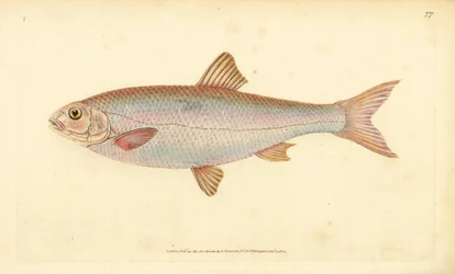 Cacho, Leuciscus leuciscus (Cyprinus leuciscus). Grabado en cobre coloreado a mano dibujado y grabado por Edward Donovan de su Historia Natural de los Peces Británicos, Donovan y F.C. y J. Rivington, Londres