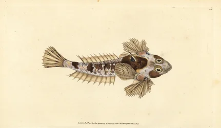 Dragoncito, Callionymus lyra (Dragoncito sórdido, Callionymus dracunculus)