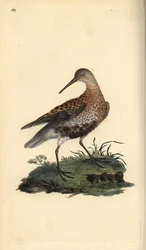 Correlimos común, Calidris alpina (grabado a mano por Edward Donovan de su 