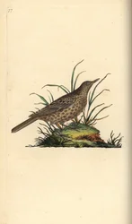 Alondra oscura, Pinarocorys nigricans. Grabado en cobre coloreado a mano dibujado y grabado por Edward Donovan de su propia “Historia Natural de las Aves Británicas,” Londres
