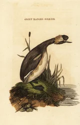 Zampullín cuellirrojo, adulto, Podiceps auritus