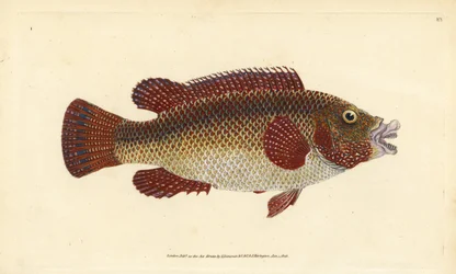 Pez verde del Atlántico oriental, Symphodus tinca (Vieja antigua o vieja, Labrus tinca). Grabado en cobre coloreado a mano dibujado y grabado por Edward Donovan de su Historia Natural de los Peces Británicos, Donovan y F.C. y J. Rivington, Londres