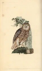 Mochuelo europeo, Glaucidium passerinum. Grabado en cobre coloreado a mano dibujado y grabado por Edward Donovan de su propia “Historia Natural de las Aves Británicas,” Londres