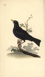 Mirlo común, Turdus merula. Lámina de cobre coloreada a mano, dibujada y grabada por Edward Donovan, de su propia «Historia natural de las aves británicas», Londres