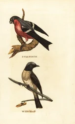 Camachuelo común, Pyrrhula pyrrhula, y tarabilla norteña, Saxicola rubetra
