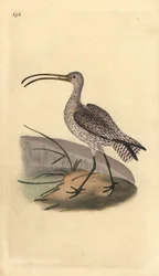 Zarapito real, Numenius arquata