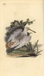 Becada euroasiática, Scolopax rusticola. Ilustración de la 