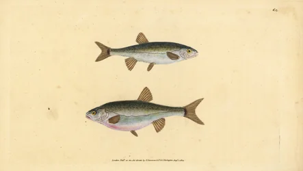 Pez minnow, Phoxinus phoxinus (Cyprinus phoxinus). Grabado en cobre coloreado a mano dibujado y grabado por Edward Donovan de su Historia Natural de los Peces Británicos, Donovan y F.C. y J. Rivington, Londres