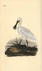 Espátula común, Platalea leucorodia. Grabado en cobre coloreado a mano dibujado y grabado por Edward Donovan de su propia 