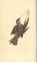 Torcecuello euroasiático, Jynx torquilla. Grabado en cobre coloreado a mano dibujado y grabado por Edward Donovan de su propia "Historia Natural de las Aves Británicas," Londres
