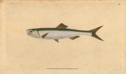Anchoa europea, Engraulis encrasicolus (Anchoa, Clupea encrasicolus). Grabado en cobre coloreado a mano dibujado y grabado por Edward Donovan de su Historia Natural de los Peces Británicos, Donovan y F.C. y J. Rivington, Londres