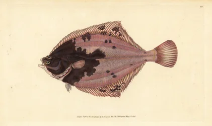 Platija europea, Platichthys flesus (Platija, Pleuronectes flesus). Grabado en cobre coloreado a mano dibujado y grabado por Edward Donovan de su Historia Natural de los Peces Británicos, Donovan y F.C. y J. Rivington, Londres