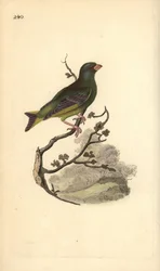 Verderón europeo, Carduelis chloris. Grabado a mano coloreado por Edward Donovan de su propia 