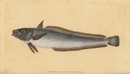 Merluza europea, Merluccius merluccius. Grabado a mano coloreado por Edward Donovan de su Historia Natural de los Peces Británicos, Donovan y F.C. y J. Rivington, Londres