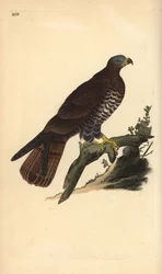 Abejero europeo, Pernis apivorus. Grabado a mano coloreado por Edward Donovan de su propia Historia Natural de las Aves Británicas, Londres