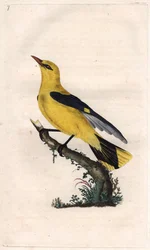 Oropéndola europea. Oriolus oriolus. Grabado en cobre por Edward Donovan, publicado en Histoire naturelle des oiseaux britanniques, Londres