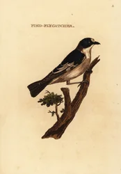 Papamoscas cerrojillo, Ficedula hypoleuca