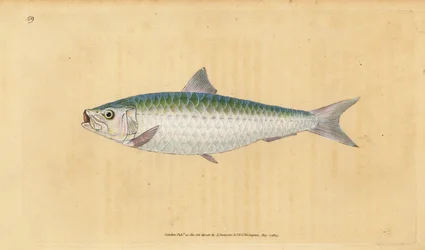 Sardina europea, Sardina pilchardus. Grabado a mano coloreado por Edward Donovan de su Historia Natural de los Peces Británicos, Donovan y F.C. y J. Rivington, Londres