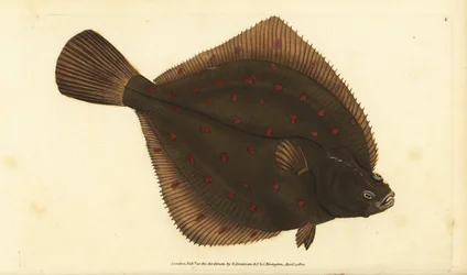 Platija europea, Pleuronectes platessa. Grabado a mano coloreado por Edward Donovan de su Historia Natural de los Peces Británicos, Donovan y F.C. y J. Rivington, Londres