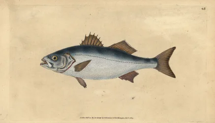 Lubina europea, Dicentrarchus labrax (Basse, Perca labrax). Grabado en cobre coloreado a mano dibujado y grabado por Edward Donovan de su Historia Natural de los Peces Británicos, Donovan y F.C. y J. Rivington, Londres