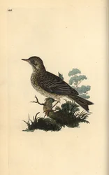 Bisbita arbóreo, Alauda minor (o Bisbita común, Anthus trivialis?). Ilustración de la 