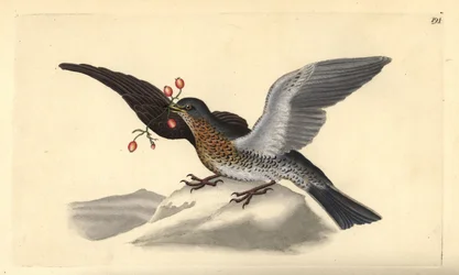 Zorzal real, Turdus pilaris (grabado a mano por Edward Donovan de su 
