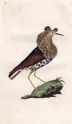 Combatiente variado. Philomachus pugnax (Tringa pugnax). Grabado en cobre por Edward Donovan (1768-1837), publicado en Historia natural de las aves británicas, Londres