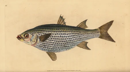 Mújol cabezón, Mugil cephalus. Grabado a mano coloreado por Edward Donovan de su Historia Natural de los Peces Británicos, Donovan y F.C. y J. Rivington, Londres